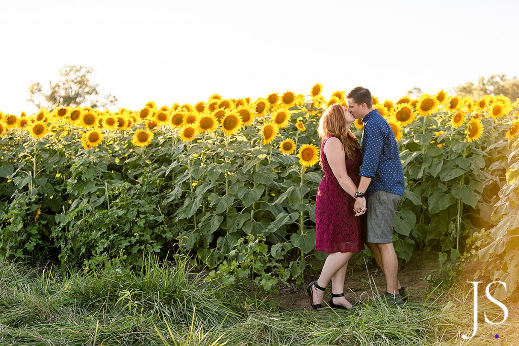 sunflower field love